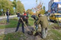 В Белокалитвинском районе в День Древонасаждений было высажено около 2 тысяч деревьев и кустарников