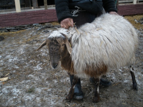 В нашем районе появилась новая порода овец