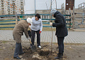 В Белокалитвинском районе высадили более 2 тысяч деревьев и кустарников