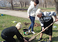 В Белокалитвинском районе в День Древонасаждений было высажено около 2 тысяч деревьев и кустарников