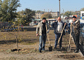 В Белокалитвинском районе прошел осенний День древонасаждений