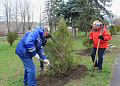 В Белокалитвинском районе высадили более 2 тысяч деревьев и кустарников