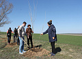 В Белокалитвинском районе высадили более 16000 деревьев и кустарников