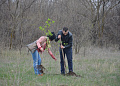 В рамках областного Дня древонасаждений в Белокалитвинском районе высадили более 2 тысяч деревьев и кустарников