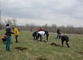 В рамках областного Дня древонасаждений в Белокалитвинском районе высадили более 2 тысяч деревьев и кустарников