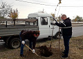 В осенний День древонасаждения в Белокалитвинском районе высадили  более 1 тысячи саженцев