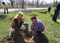 В Белокалитвинском районе в День Древонасаждений было высажено около 2 тысяч деревьев и кустарников