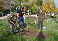 В Белокалитвинском районе в День Древонасаждений было высажено около 2 тысяч деревьев и кустарников