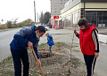 В осенний День древонасаждения в Белокалитвинском районе высадили  более 1 тысячи саженцев