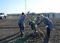 В Грушево-Дубовском сельском поселении заложен ореховый сад