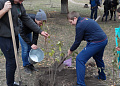 В Белокалитвинском районе в День Древонасаждений было высажено около 2 тысяч деревьев и кустарников
