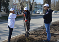 В Белокалитвинском районе высадили более 3 тысяч деревьев 