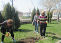 В Белокалитвинском районе в День Древонасаждений было высажено около 2 тысяч деревьев и кустарников