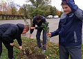 В Белокалитвинском районе в День Древонасаждений было высажено около 2 тысяч деревьев и кустарников