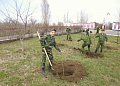 В Белокалитвинском районе высадили более 3 тысяч деревьев 