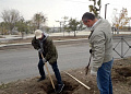 В осенний День древонасаждения в Белокалитвинском районе высадили  более 1 тысячи саженцев
