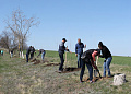 В Белокалитвинском районе высадили более 16000 деревьев и кустарников