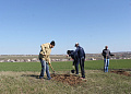 В Белокалитвинском районе высадили более 16000 деревьев и кустарников