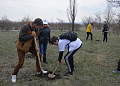 В рамках областного Дня древонасаждений в Белокалитвинском районе высадили более 2 тысяч деревьев и кустарников