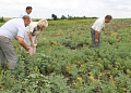 Глава района Ольга Мельникова ознакомилась с ходом подготовки  к уборке урожая на юго-западе района
